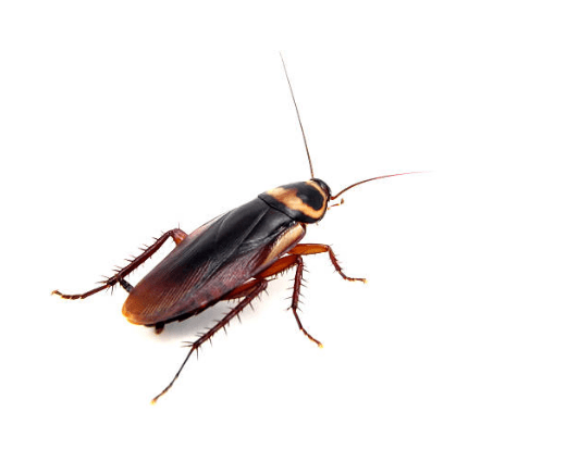 Quelles différences entre une blatte et un cafard ?