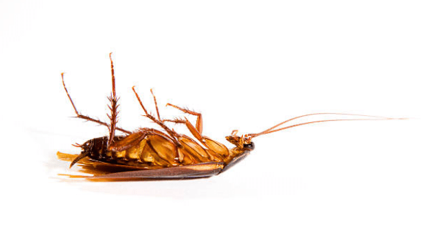 Cafards de jardin : caractéristiques, dangers, traitements